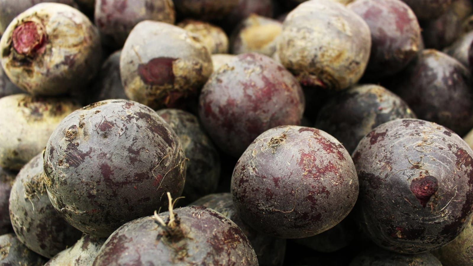 Gədəbəy çuğunduru_0