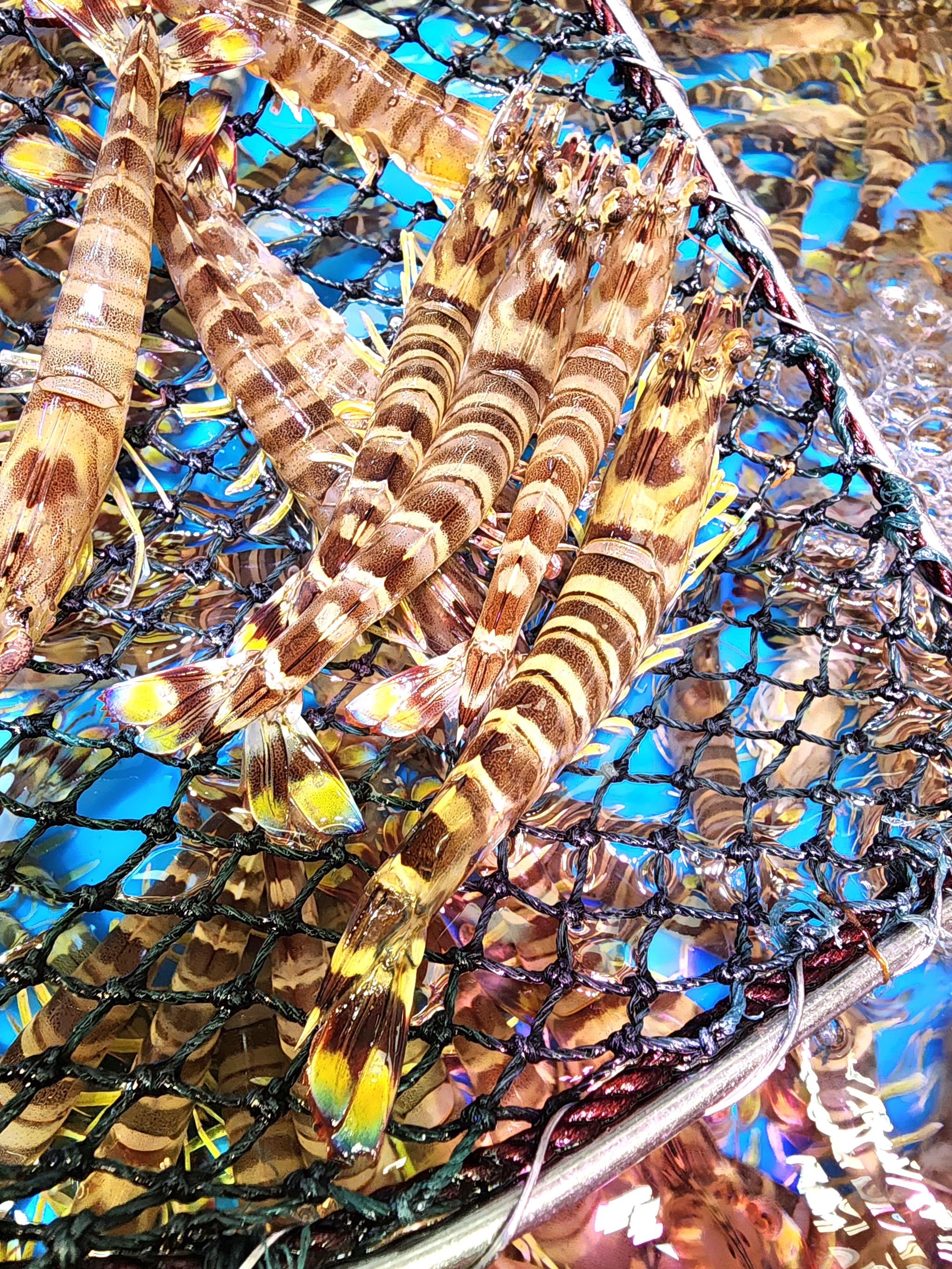 游水花蝦仔🦐（半斤）（約16~18隻）_0