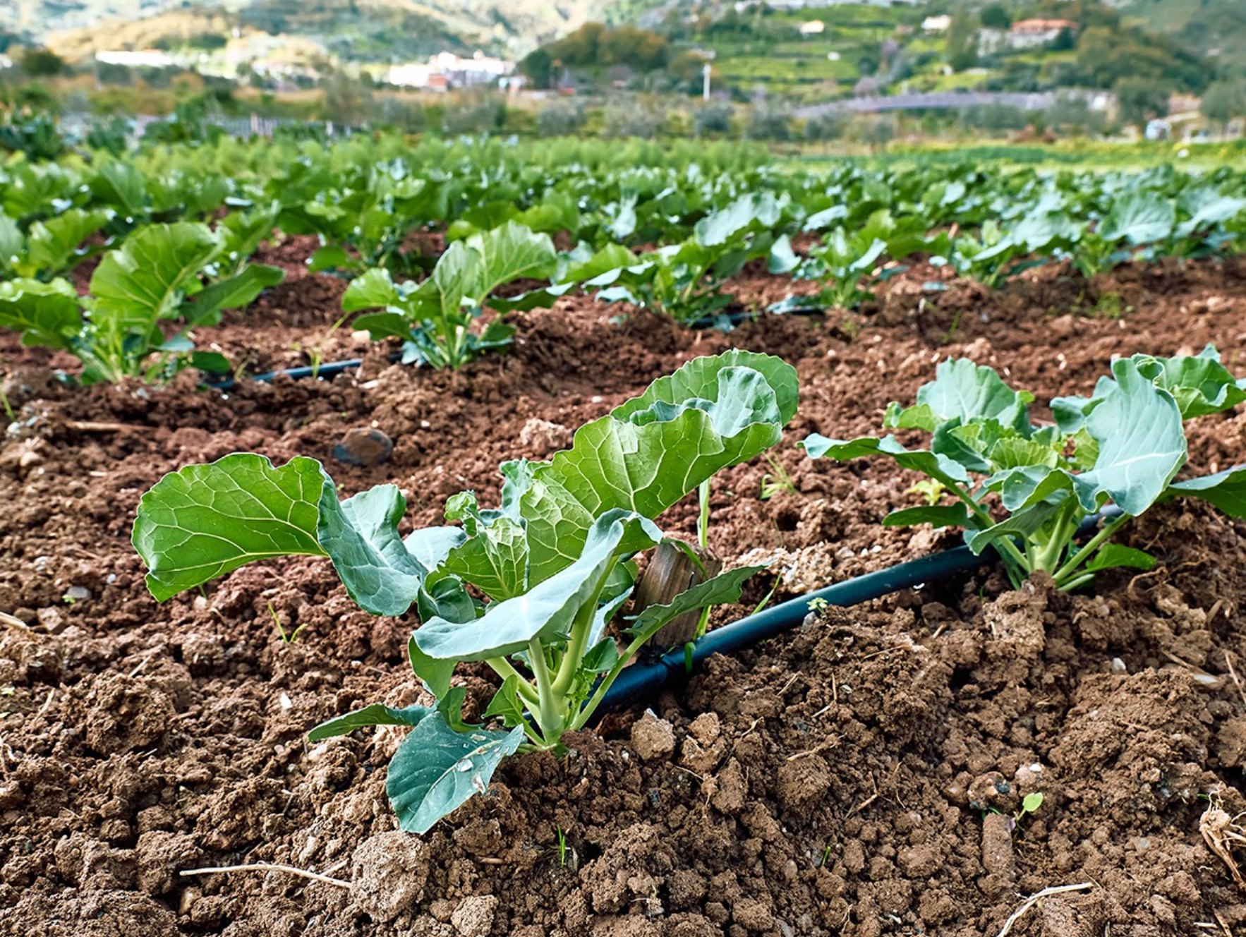 Systèmes d'irrigation goutte-à-goutte_2