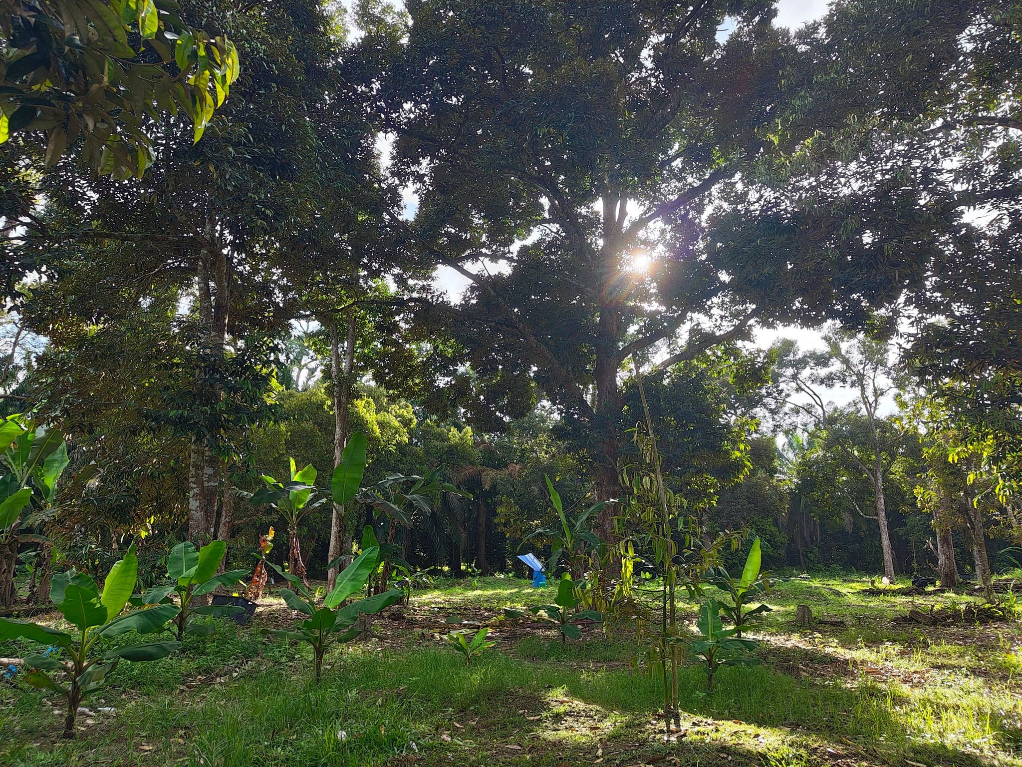 Old Tree Musang King Durian 400g_2