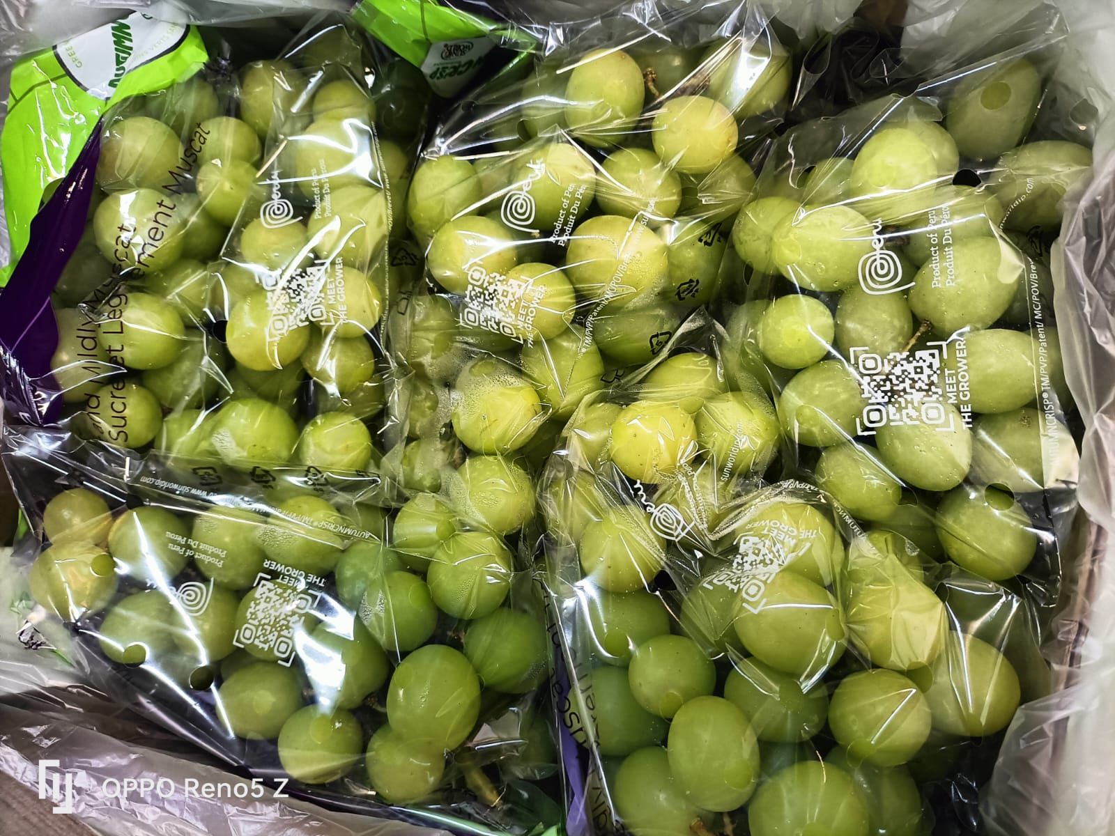 PERU Premium AUTUMNCRISP® Seedless Grapes _1