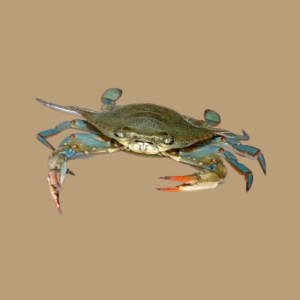 Blue Crab_0