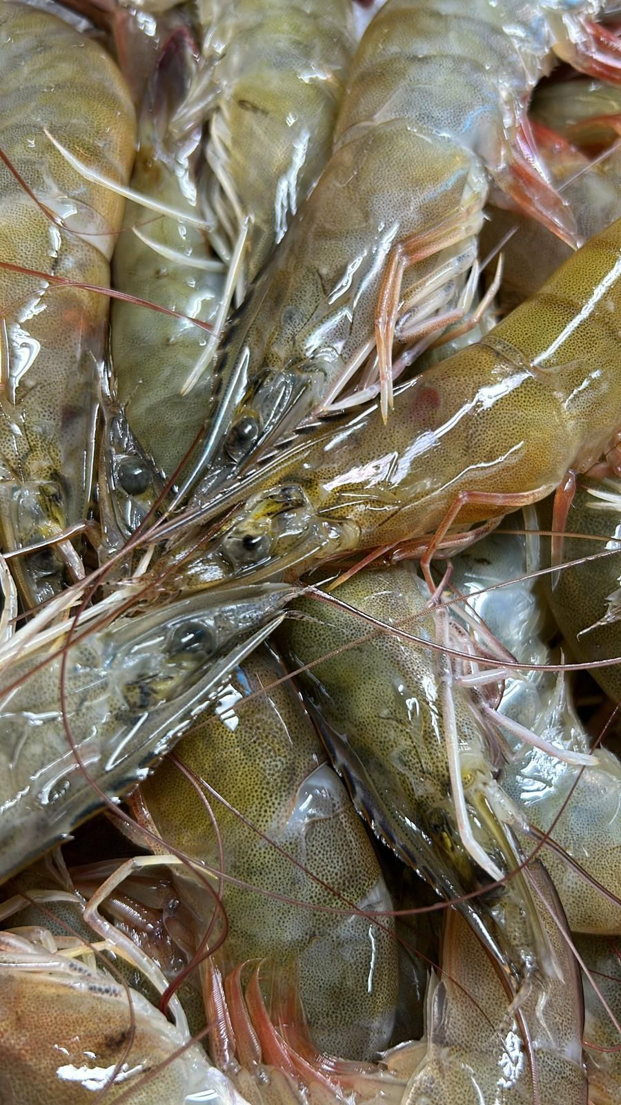 Prawn 25-30 pcs $30.00/kg_0