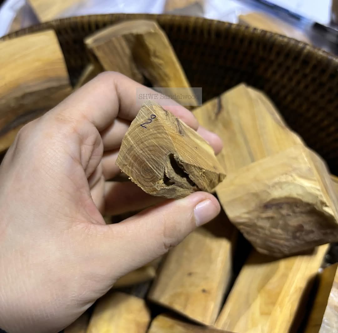 Shwe Sandalwood_ဩစတေးလျ တောင်နံကတိုး_133