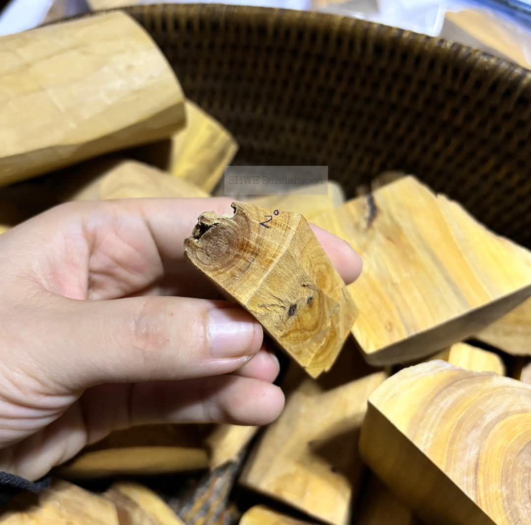 Shwe Sandalwood_ဩစတေးလျ တောင်နံကတိုး_130