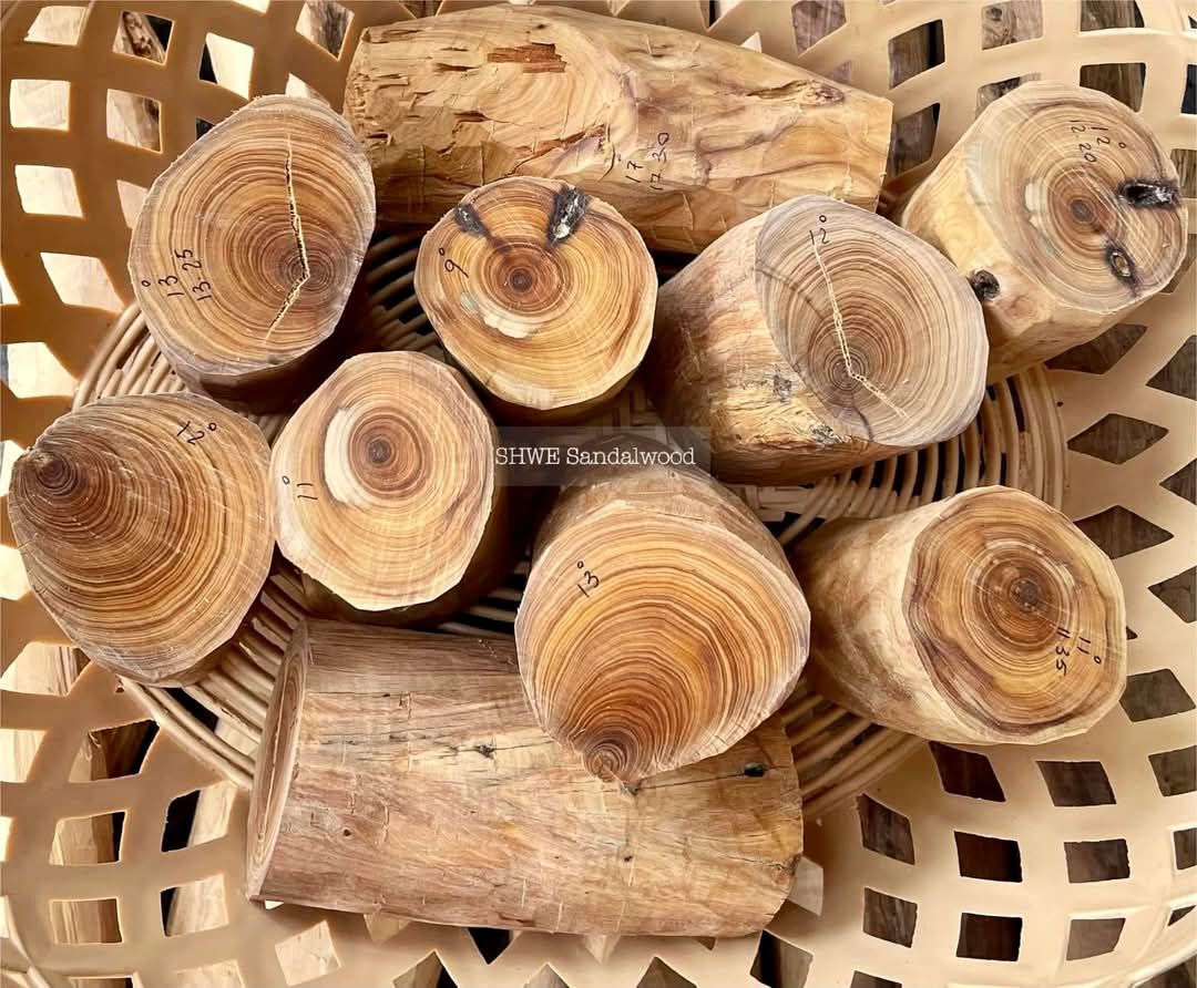Shwe Sandalwood_ဩစတေးလျ တောင်နံကတိုး_37