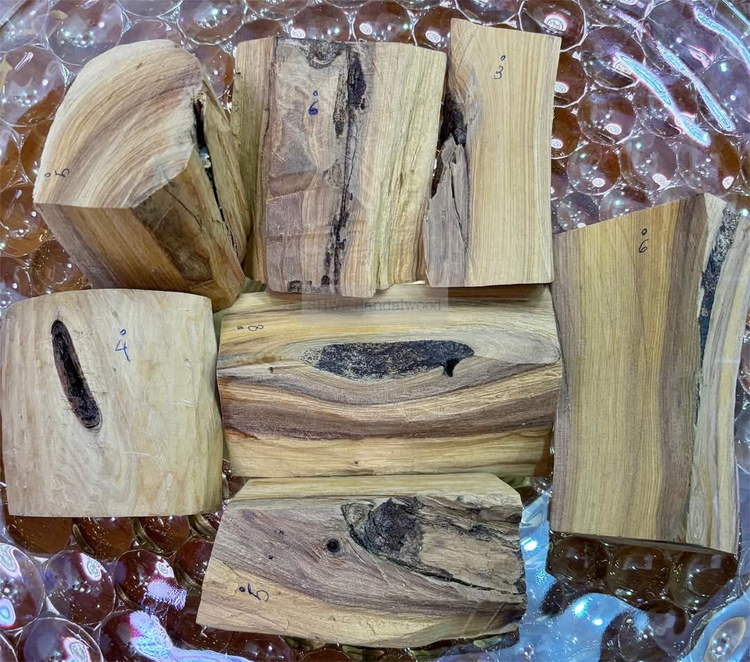 Shwe Sandalwood_ဩစတေးလျ တောင်နံကတိုး_29
