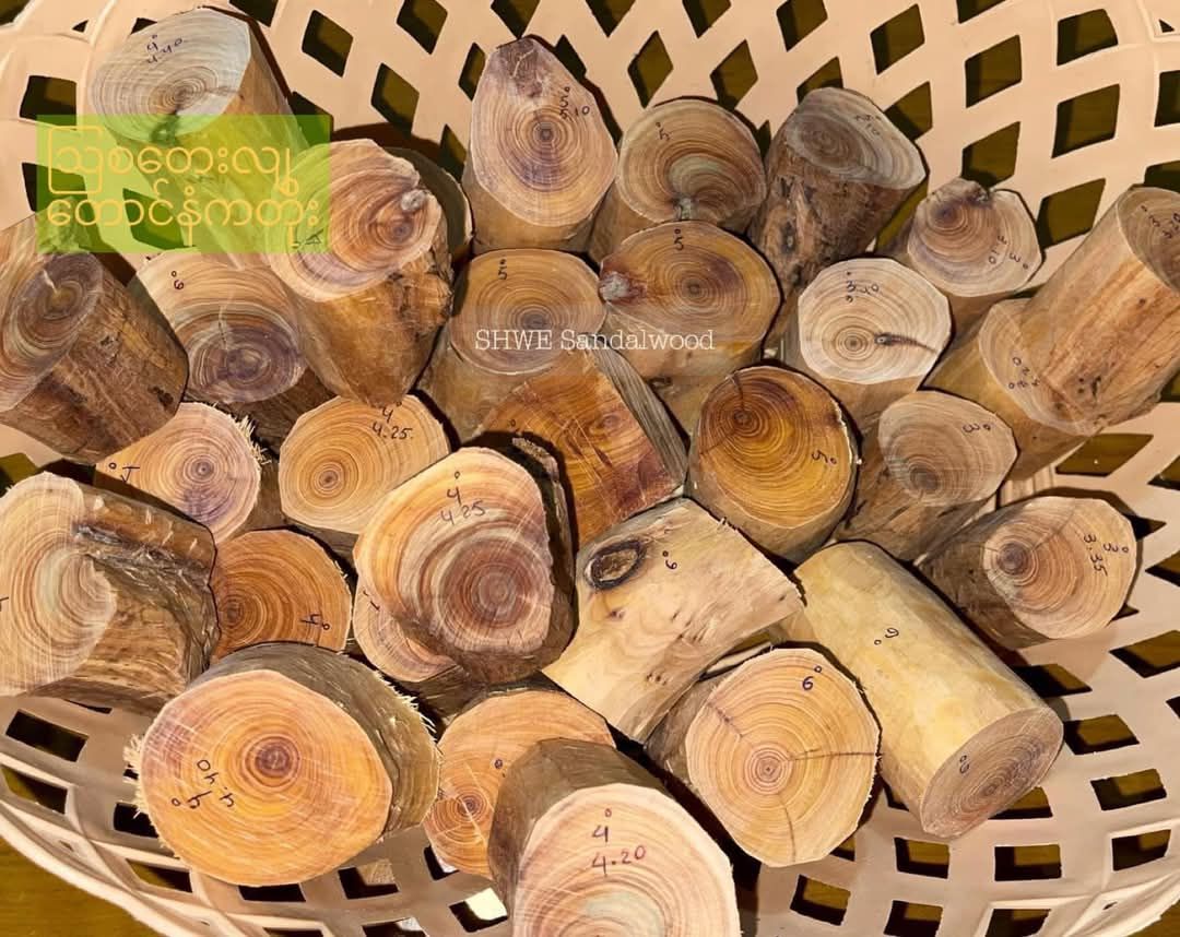 Shwe Sandalwood_ဩစတေးလျ တောင်နံကတိုး_25