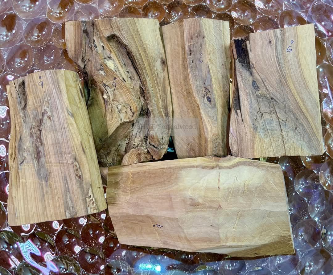 Shwe Sandalwood_ဩစတေးလျ တောင်နံကတိုး_30
