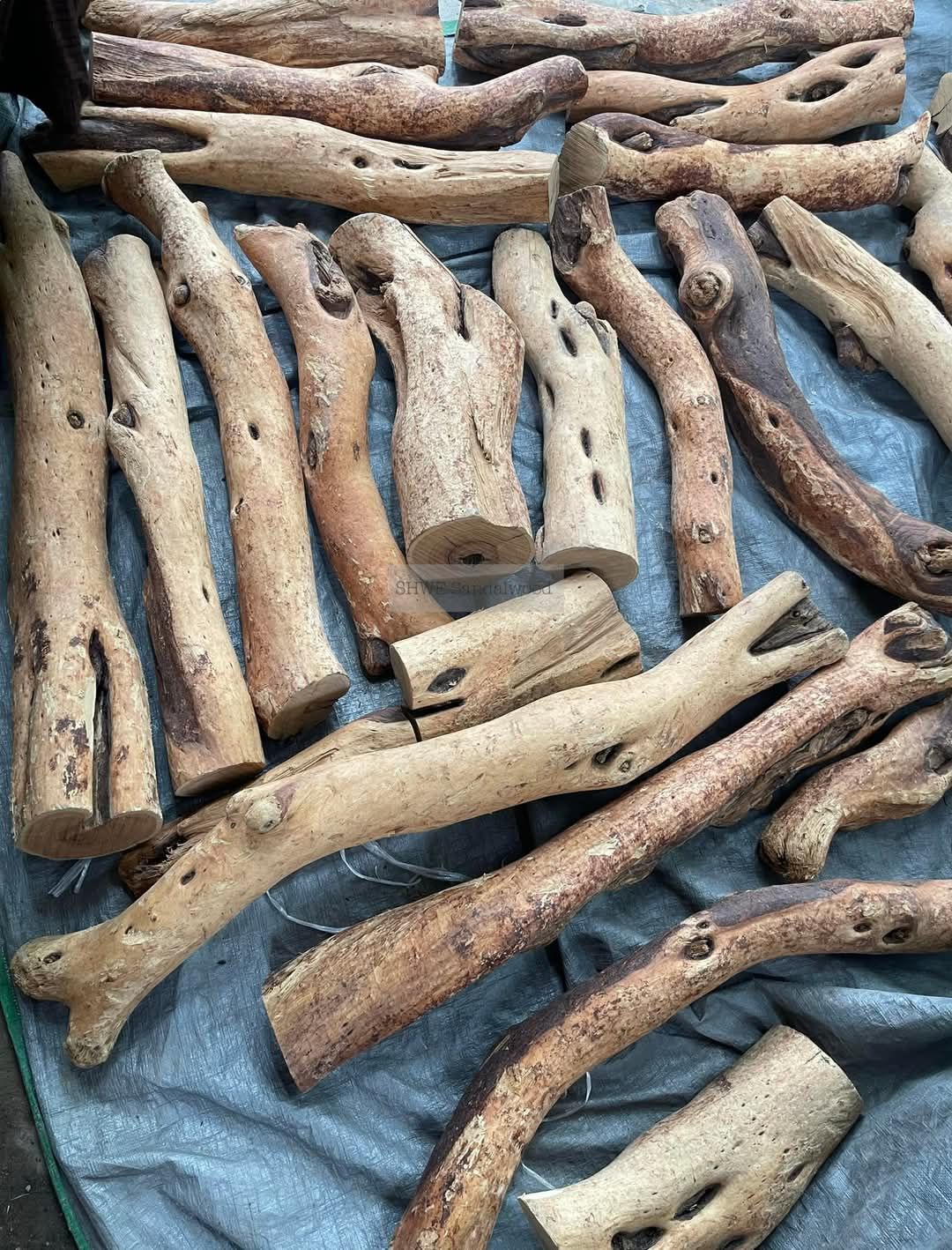 Shwe Sandalwood_ဩစတေးလျ တောင်နံကတိုး_62