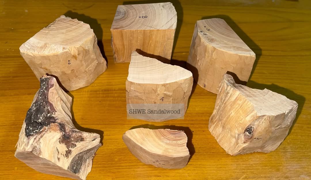 Shwe Sandalwood_ဩစတေးလျ တောင်နံကတိုး_32
