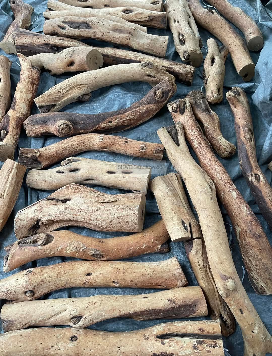 Shwe Sandalwood_ဩစတေးလျ တောင်နံကတိုး_63
