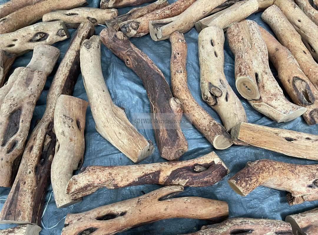 Shwe Sandalwood_ဩစတေးလျ တောင်နံကတိုး_64