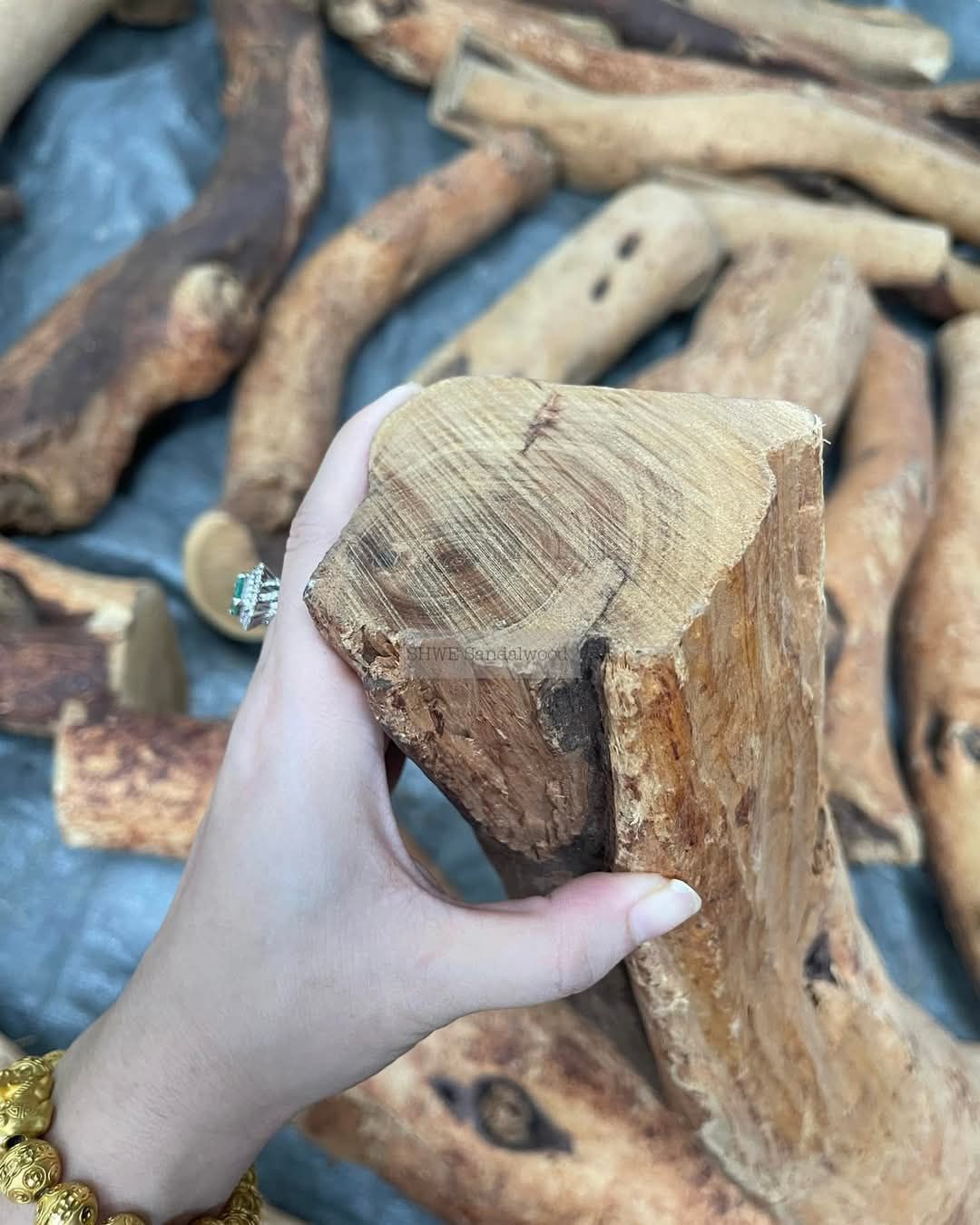 Shwe Sandalwood_ဩစတေးလျ တောင်နံကတိုး_141