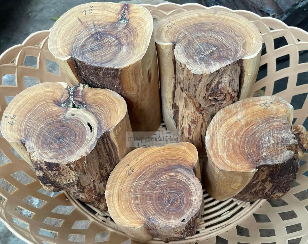 Shwe Sandalwood_ဩစတေးလျ တောင်နံကတိုး_44