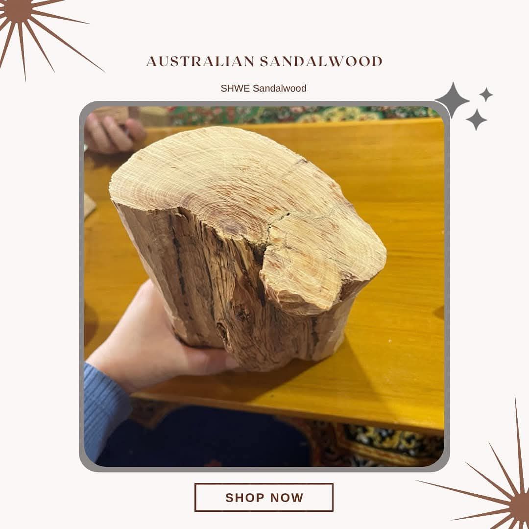 Shwe Sandalwood_ဩစတေးလျ တောင်နံကတိုး_116