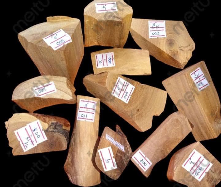 Shwe Sandalwood_ဩစတေးလျ တောင်နံကတိုး_4