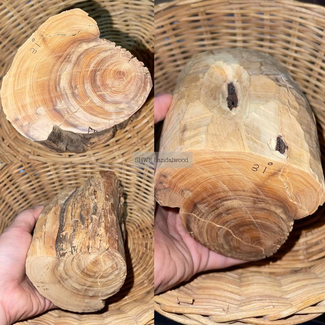 Shwe Sandalwood_ဩစတေးလျ တောင်နံကတိုး_150
