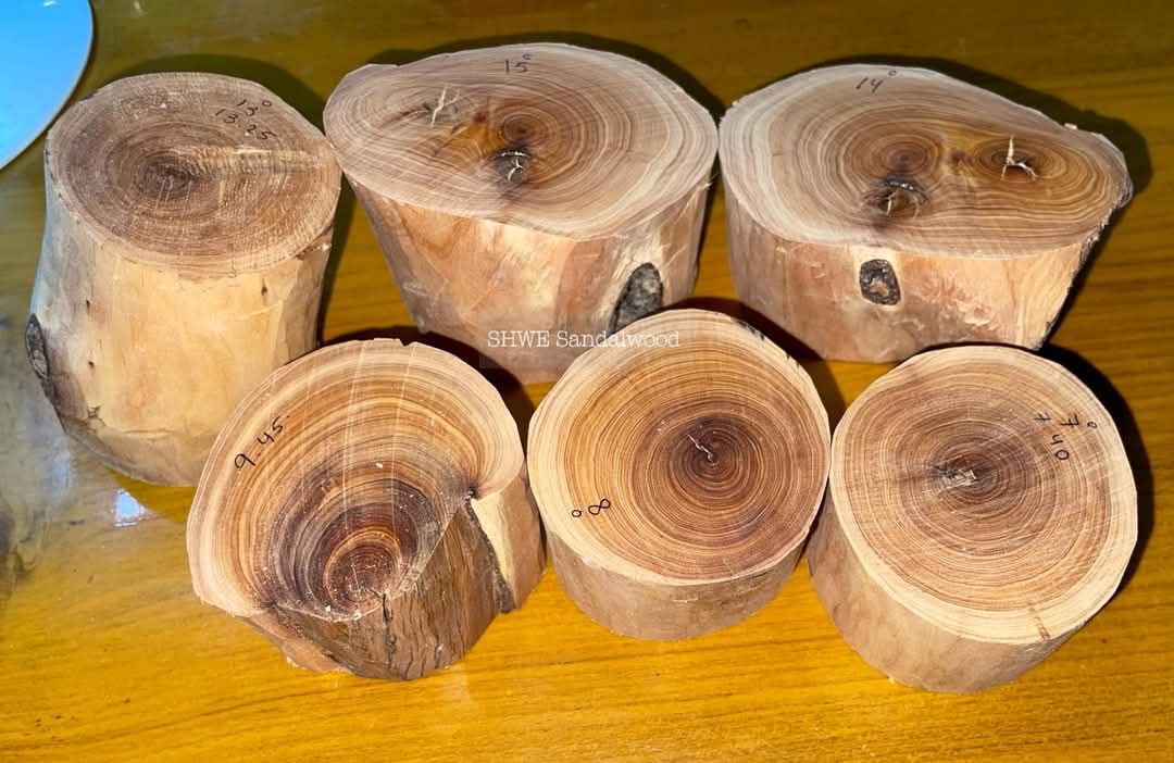 Shwe Sandalwood_ဩစတေးလျ တောင်နံကတိုး_43