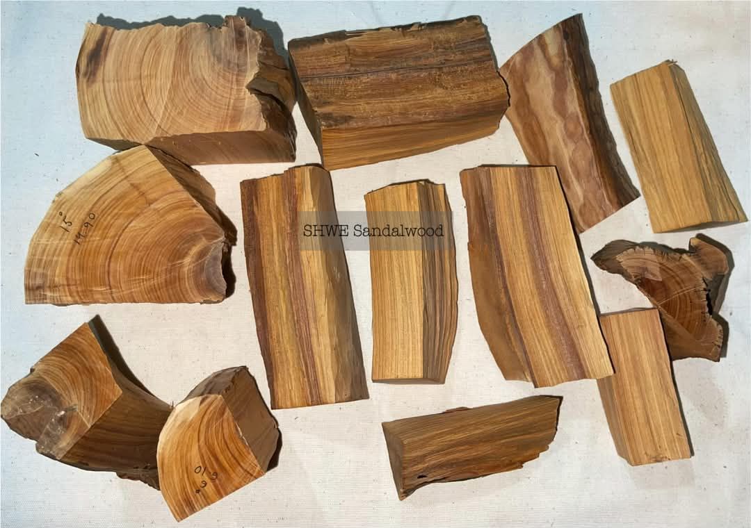 Shwe Sandalwood_ဩစတေးလျ တောင်နံကတိုး_13