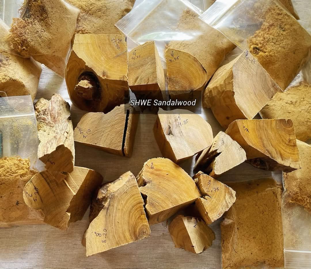 Shwe Sandalwood_ဩစတေးလျ တောင်နံကတိုး_21
