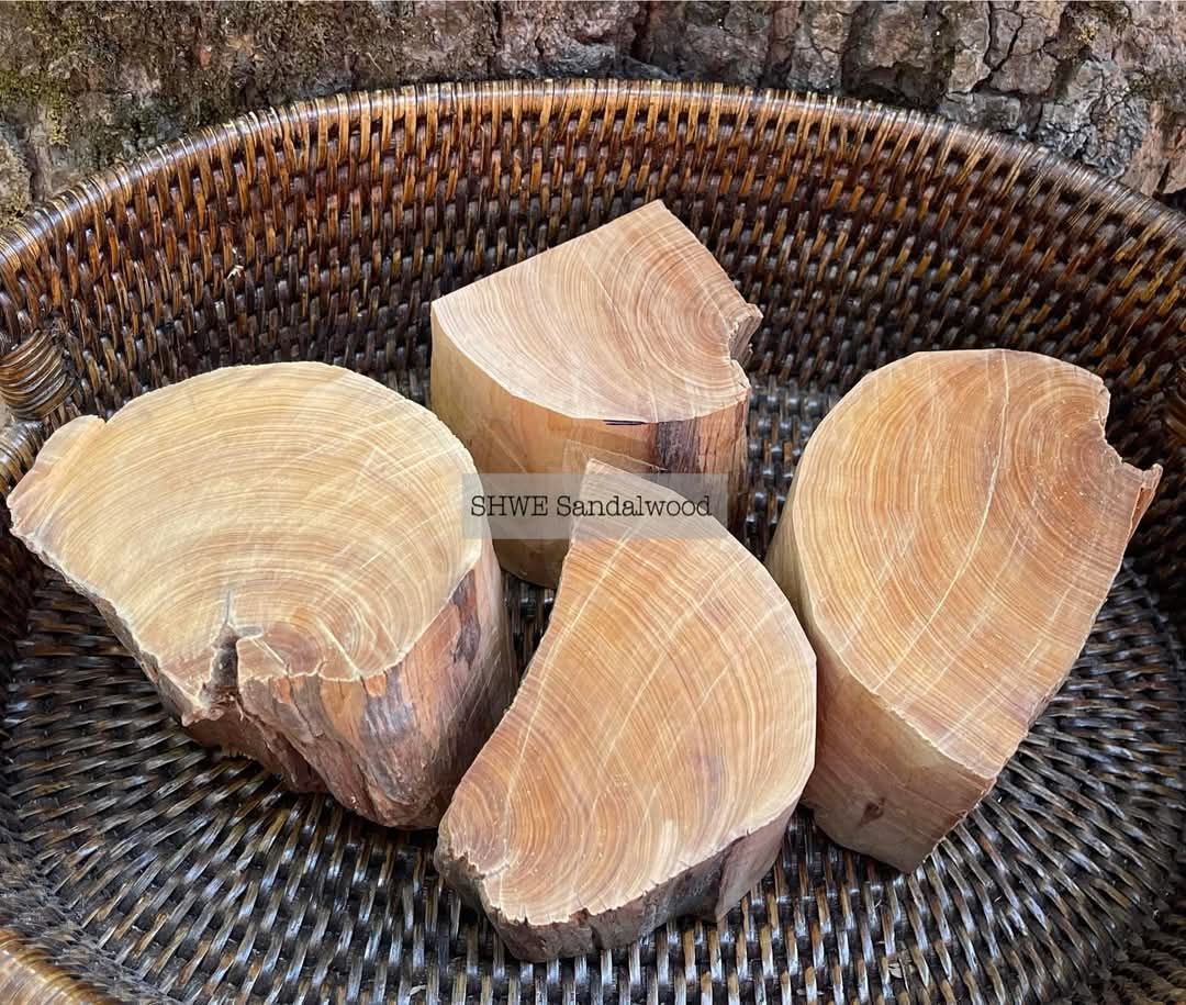 Shwe Sandalwood_ဩစတေးလျ တောင်နံကတိုး_33