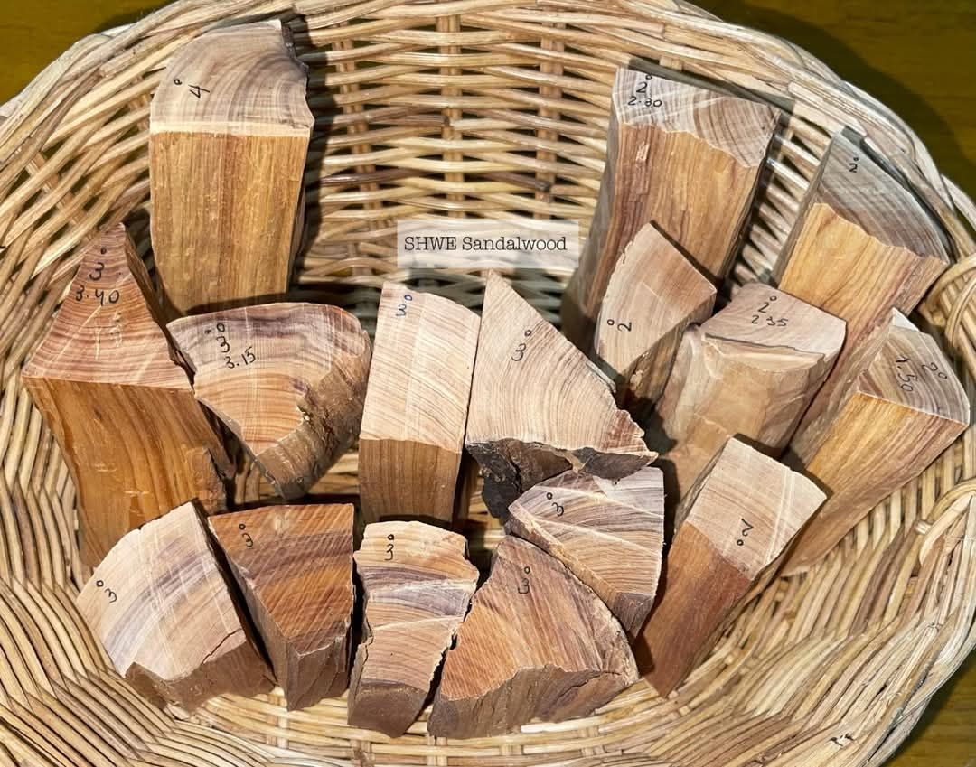 Shwe Sandalwood_ဩစတေးလျ တောင်နံကတိုး_19