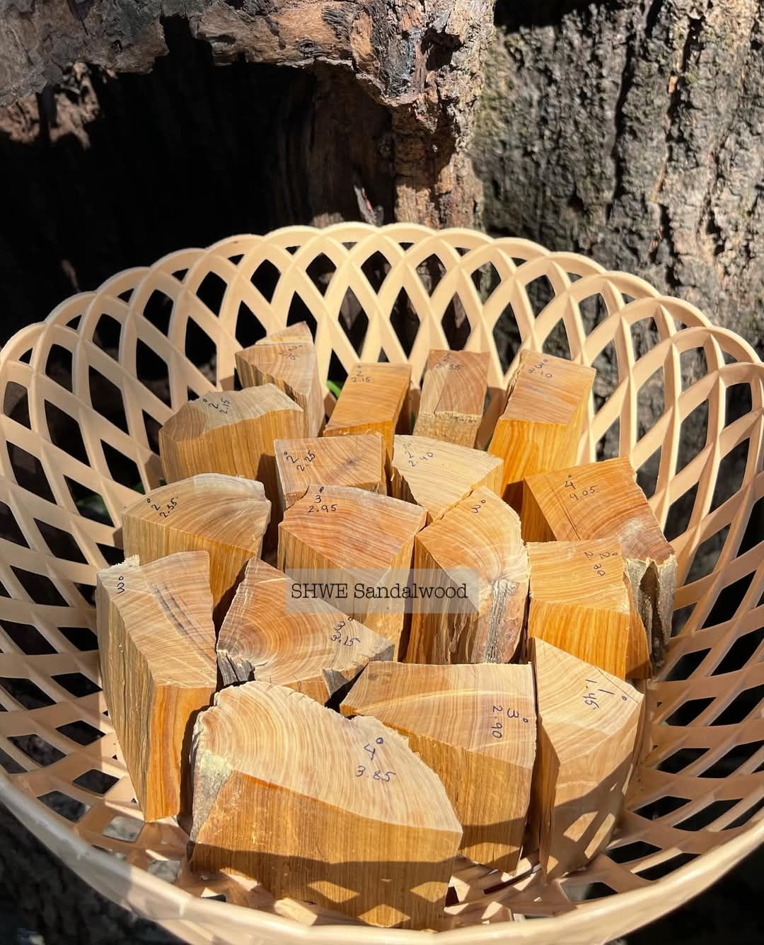 Shwe Sandalwood_ဩစတေးလျ တောင်နံကတိုး_24