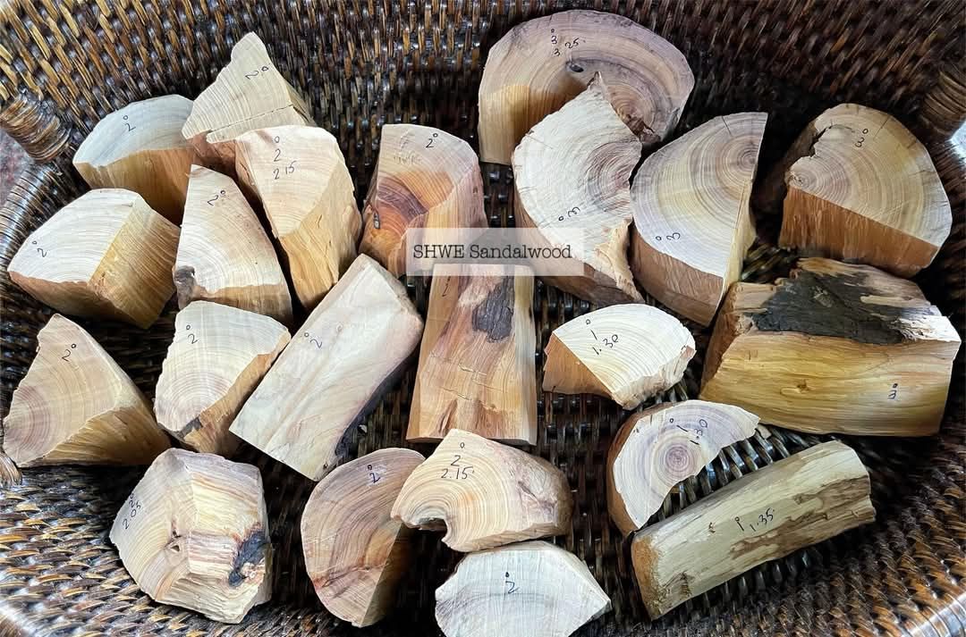 Shwe Sandalwood_ဩစတေးလျ တောင်နံကတိုး_23