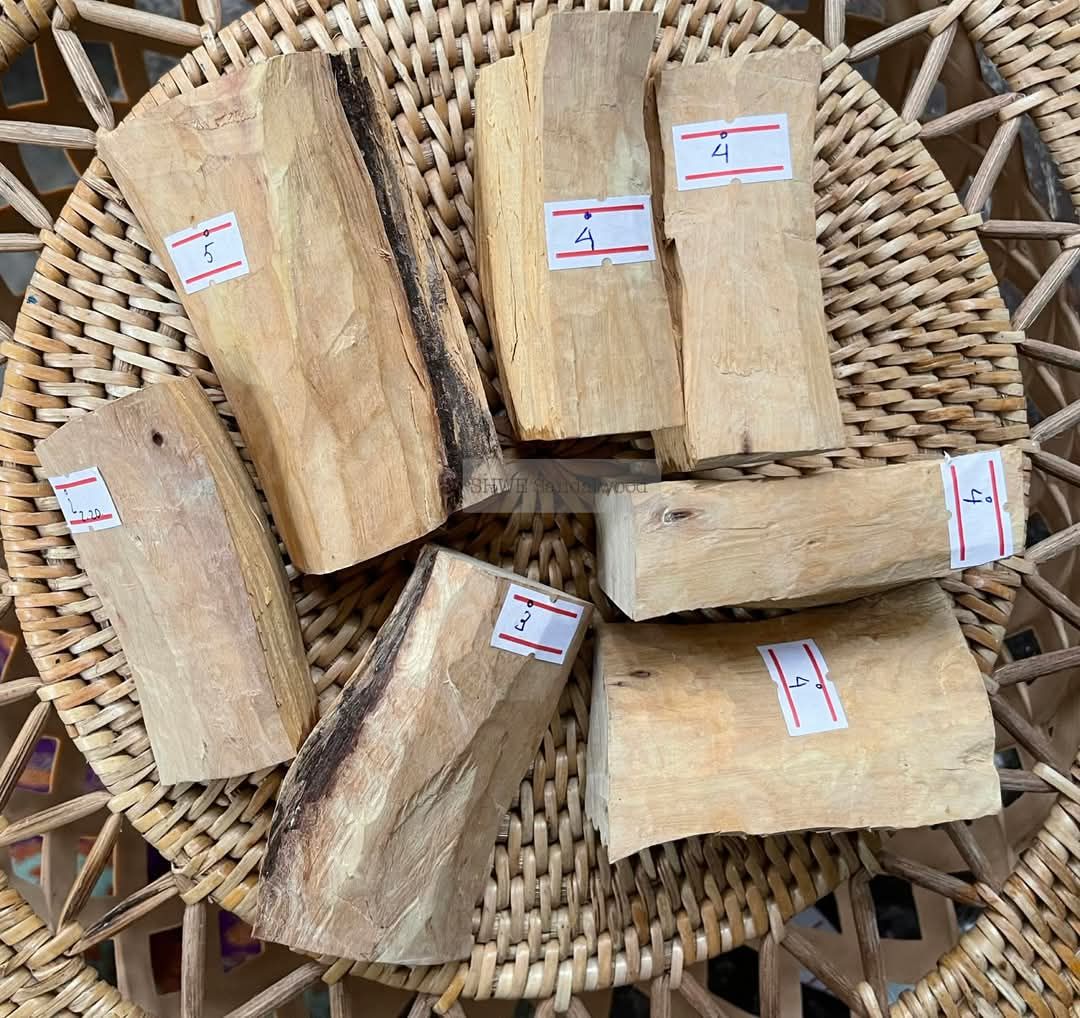 Shwe Sandalwood_ဩစတေးလျ တောင်နံကတိုး_11