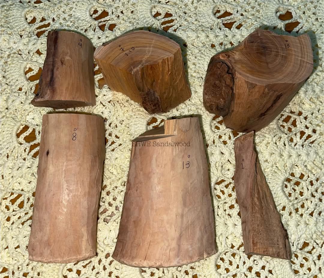 Shwe Sandalwood_ဩစတေးလျ တောင်နံကတိုး_40