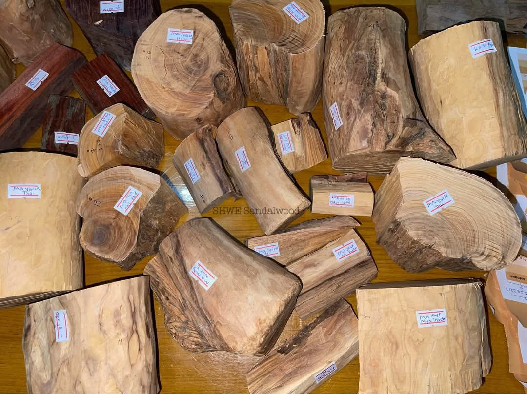 Shwe Sandalwood_ဩစတေးလျ တောင်နံကတိုး_7