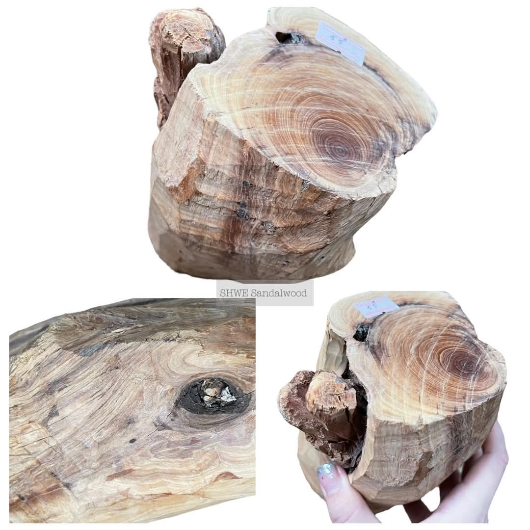 Shwe Sandalwood_ဩစတေးလျ တောင်နံကတိုး_118