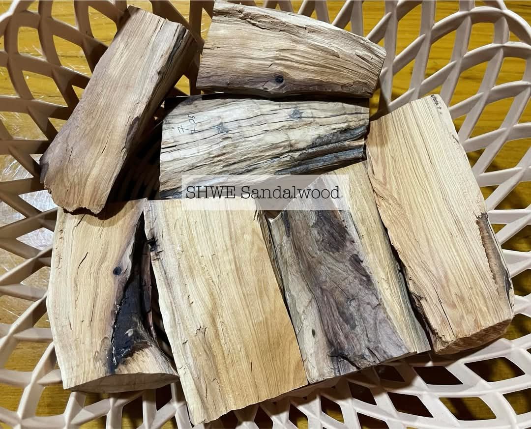 Shwe Sandalwood_ဩစတေးလျ တောင်နံကတိုး_41