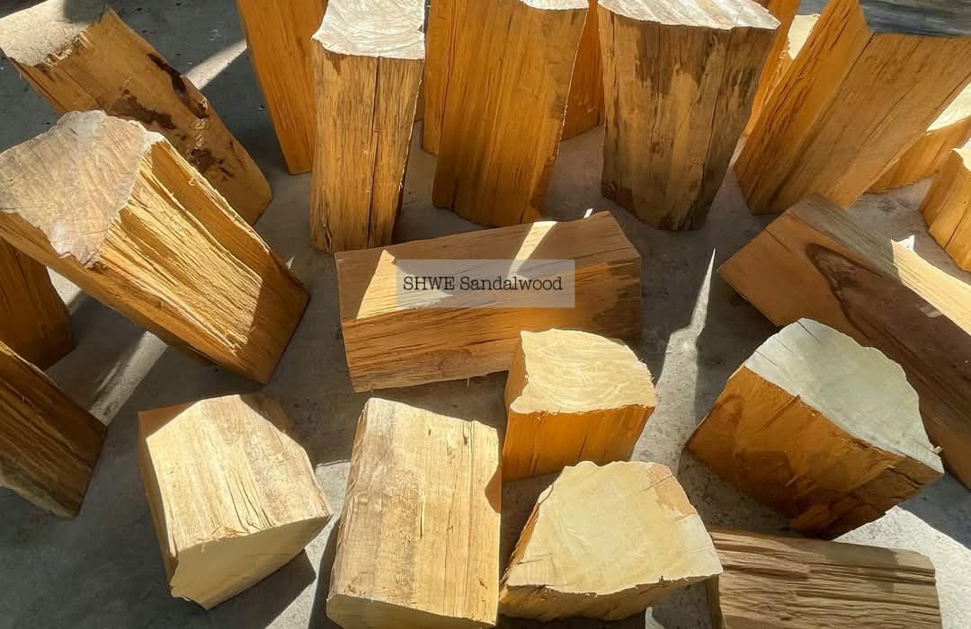Shwe Sandalwood_ဩစတေးလျ တောင်နံကတိုး_70