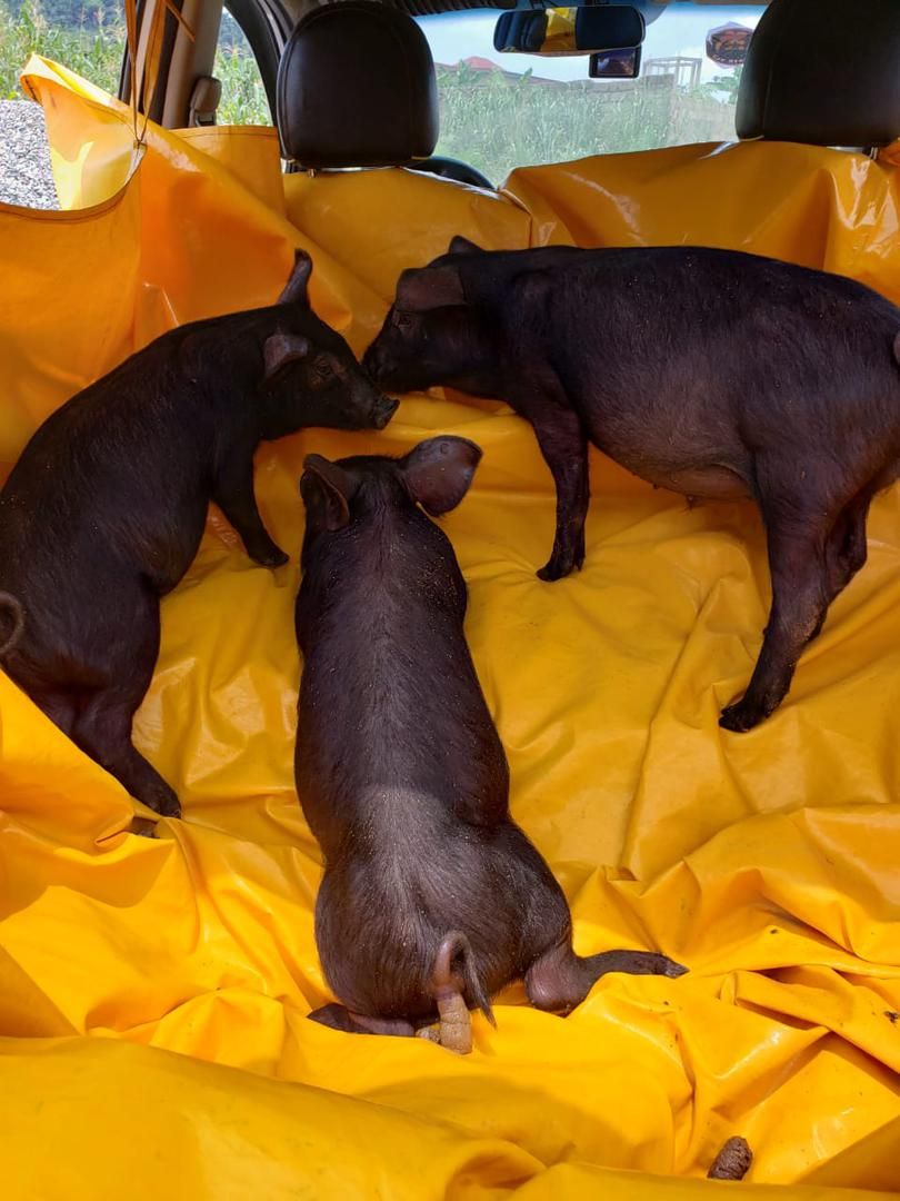 BERKSHIRE BREED WEANERS _2