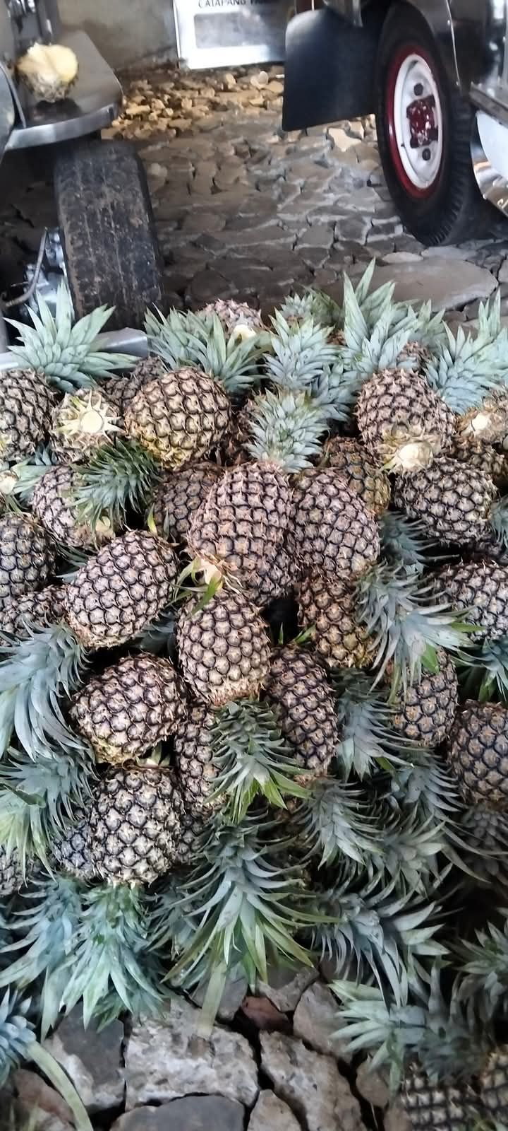 Pineapple _1