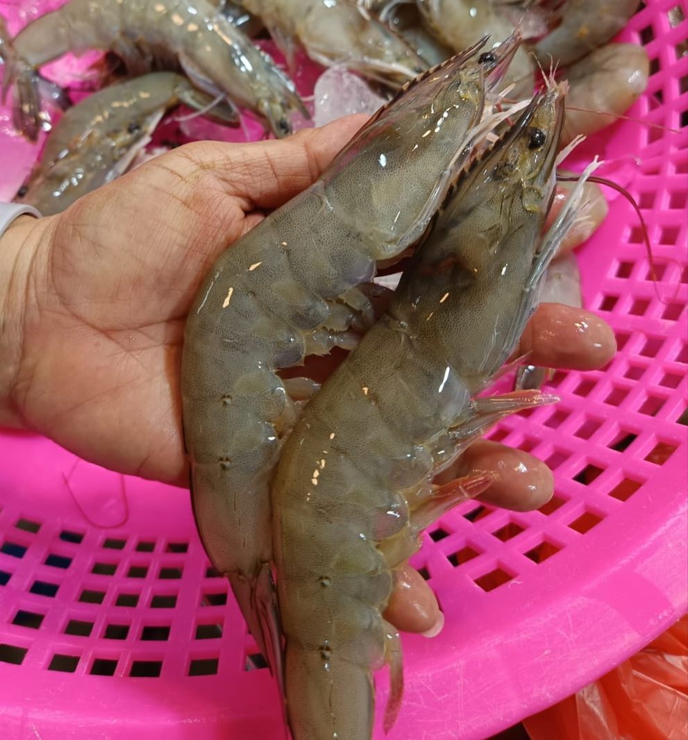 Large Grey Prawn - 21/25 Pieces Per Kg_1