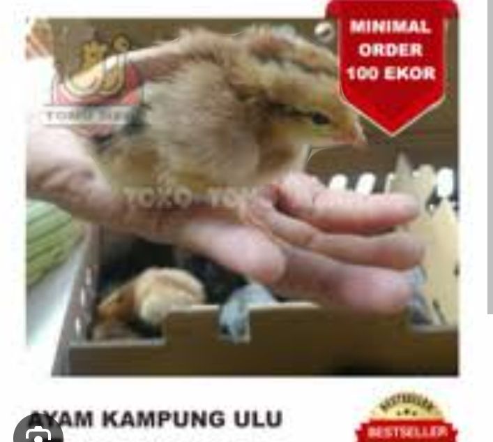 DOC Ayam Kampung Super/Joper/Asli_1