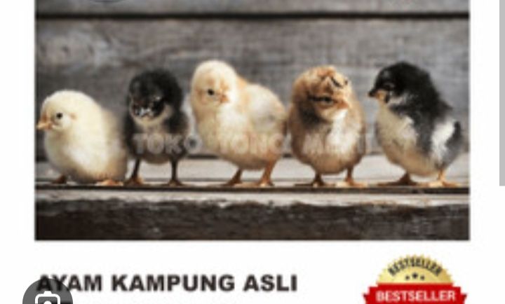 DOC Ayam Kampung Super/Joper/Asli_2