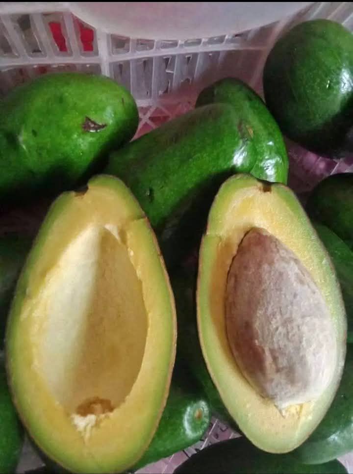 Avocado _1