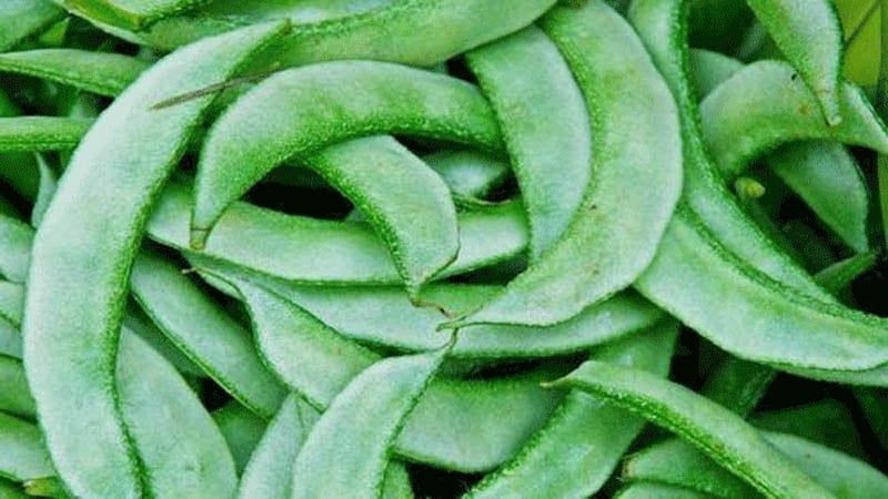 Fresh Green fava Beans_0