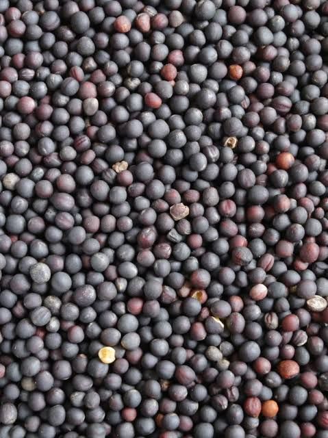 Canola Seed_0