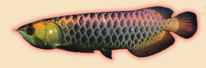 Arowana Mgbb saiz 6-7"_0