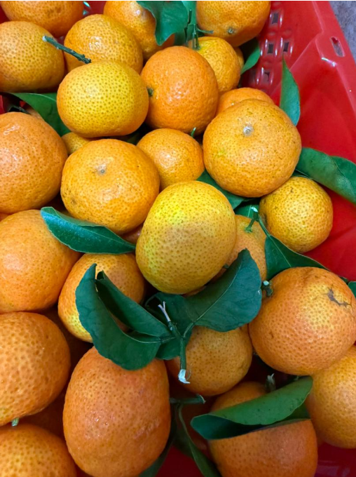 SHA TANG MANDARIN ORANGE (2KG / BASKET)_1