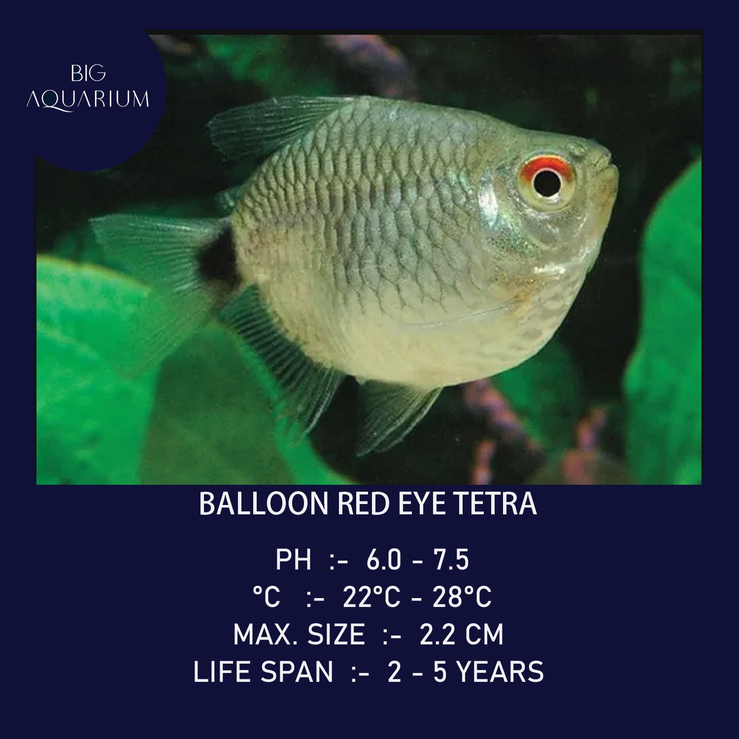 Tetra - Balloon Red Eye_0