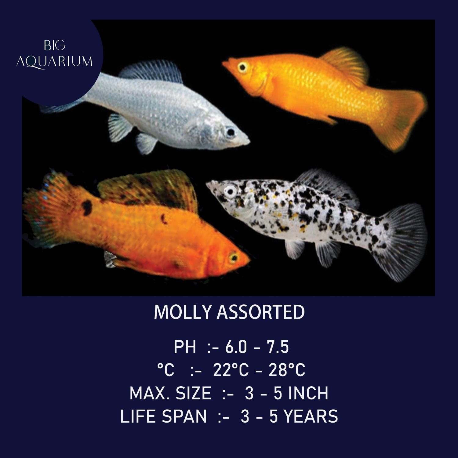 Molly Assorted_0