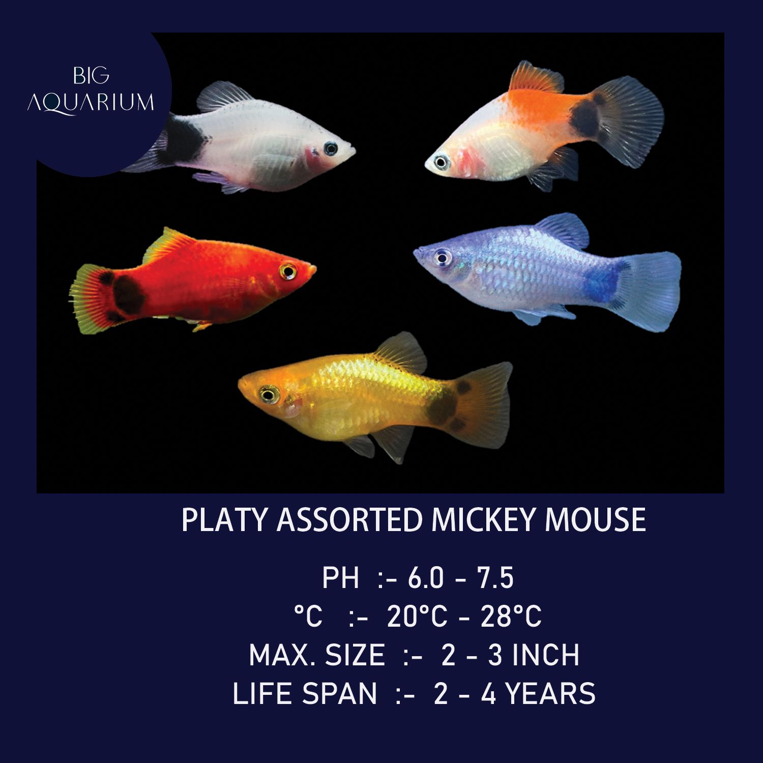 Platy - Assorted Mickey Mouse_0