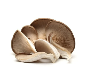 Oyster Mushroom鲍鱼菇(140g)_0