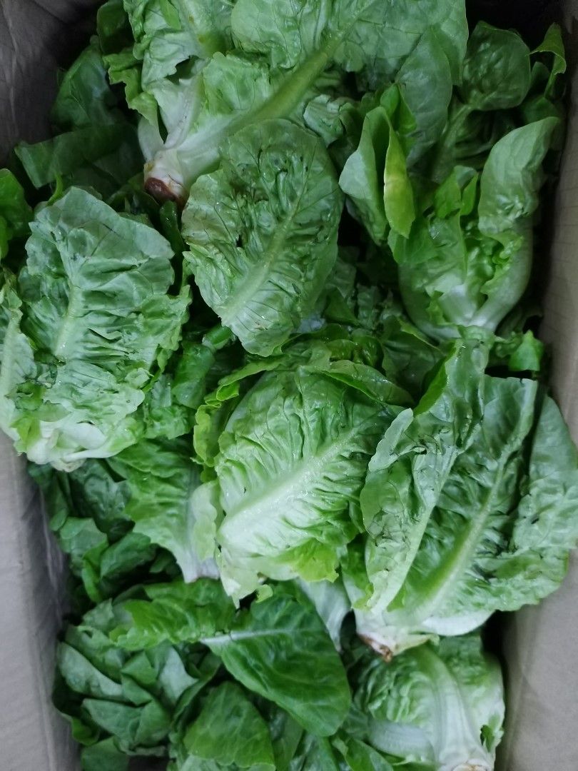 Baby Romaine Lettuce香旦(250g)_0